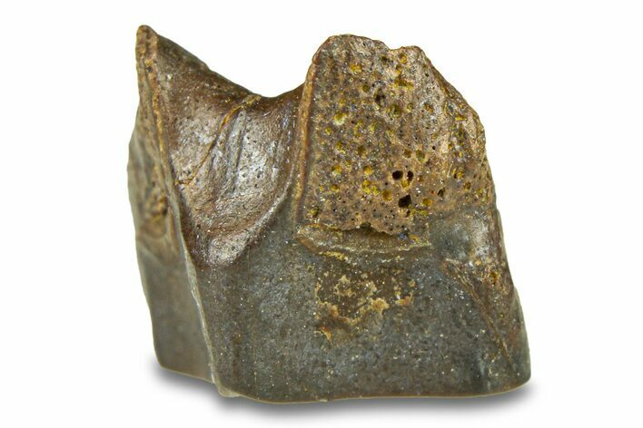 Fossil Hadrosaur (Edmontosaurus) Shed Tooth - Wyoming #293772